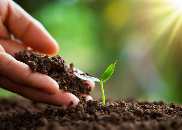 Optez pour le service intelligent de plantation d&rsquo;arbustes de l&rsquo;entreprise LS Bois 